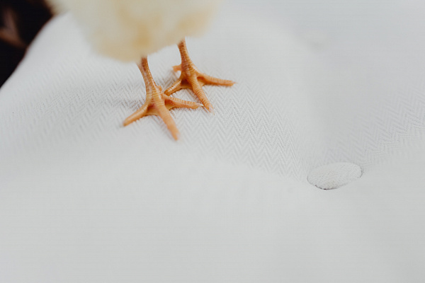 Признаков много: вирус один