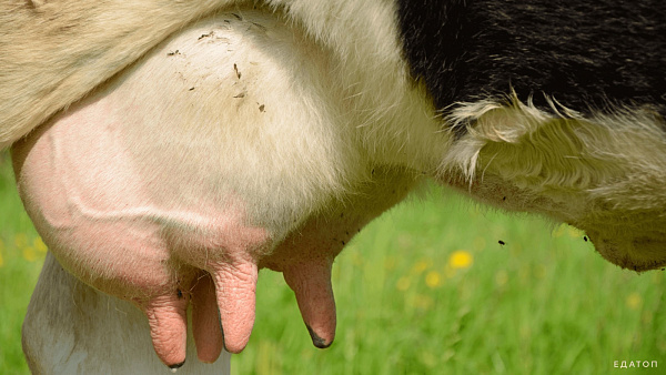 6 острых вопросов о мастите Trueperella pyogenes