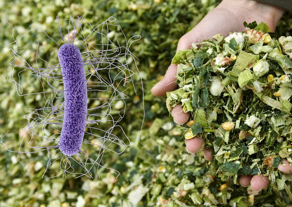 Корма и кормовые ингредиенты: скрытые источники клостридиозов