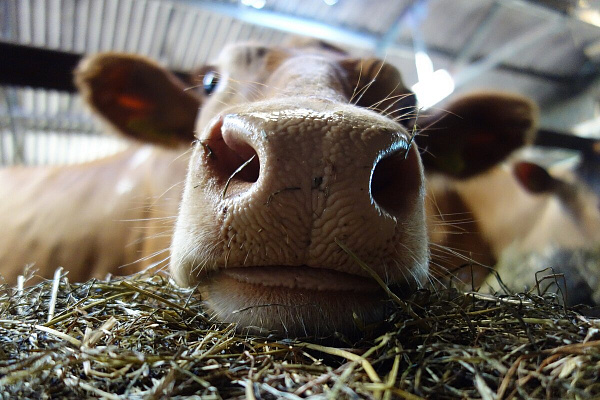 Дышать свободно хочет каждая корова