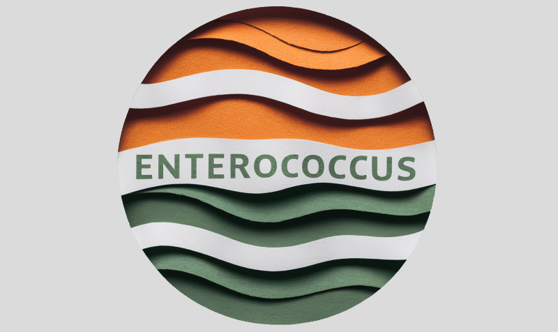 Энтерококки: клиническое значение и антибиотикочувствительность