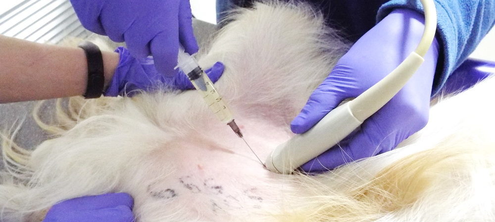 Исследования инфекций мочевыводящих путей у домашних животных