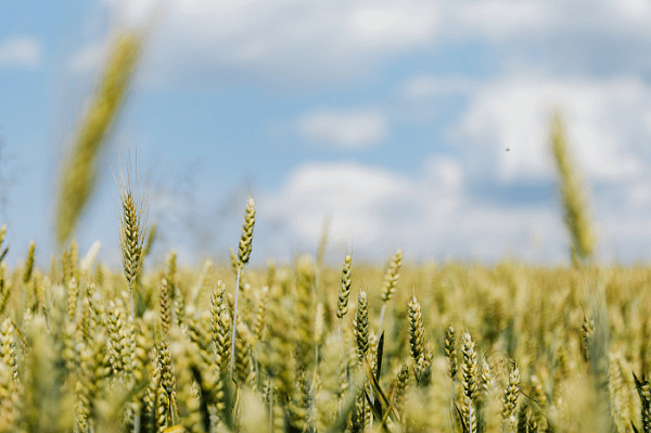 С 1 марта 2023 года внесение данных в систему ФГИС «ЗЕРНО» станет обязательным