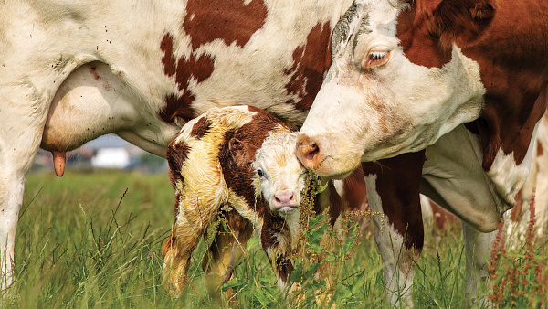 Диарея телят