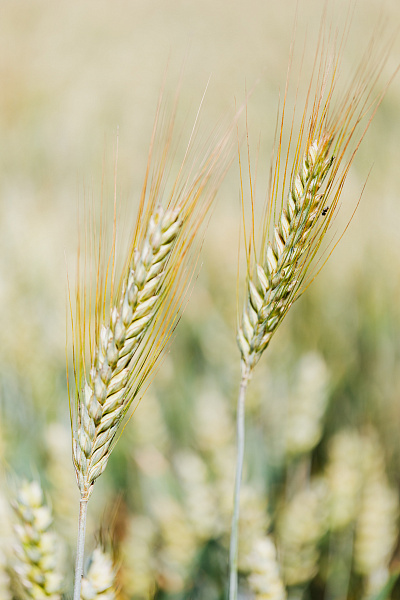 Акция! 9 микотоксинов по цене 7