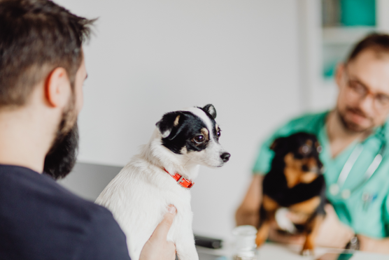 Исследование причин сепсиса у животных