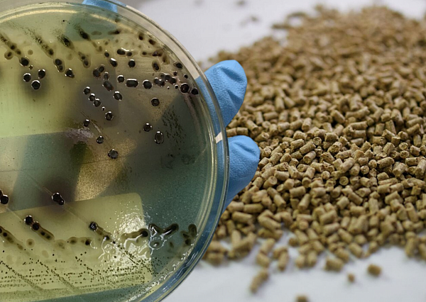 Опасность микробного загрязнения кормов для животных: роль сальмонеллы