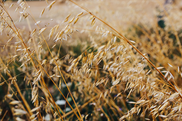Откуда антибиотики в молоке?! А что у вас в корме?
