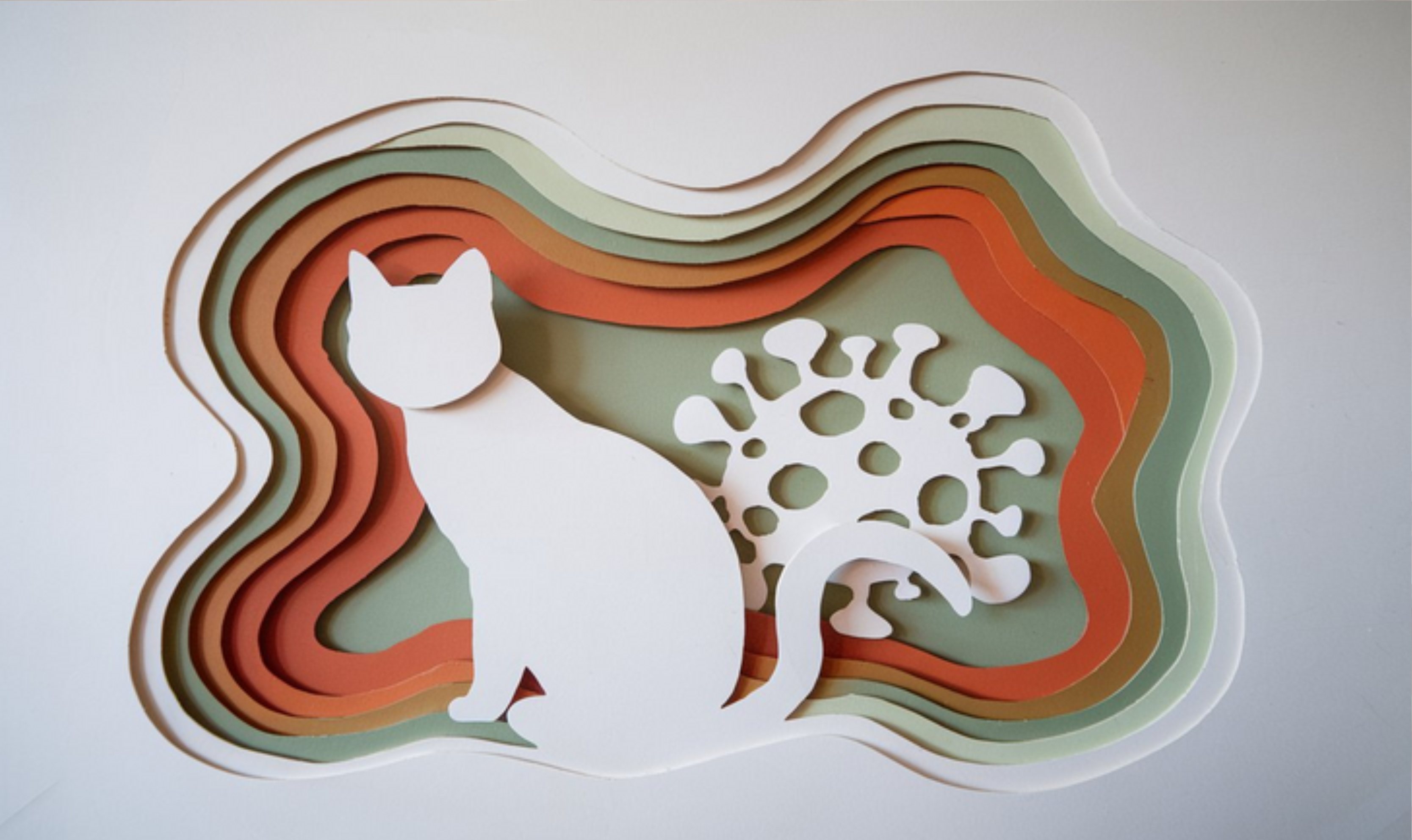 Методы диагностики лейкемии кошек